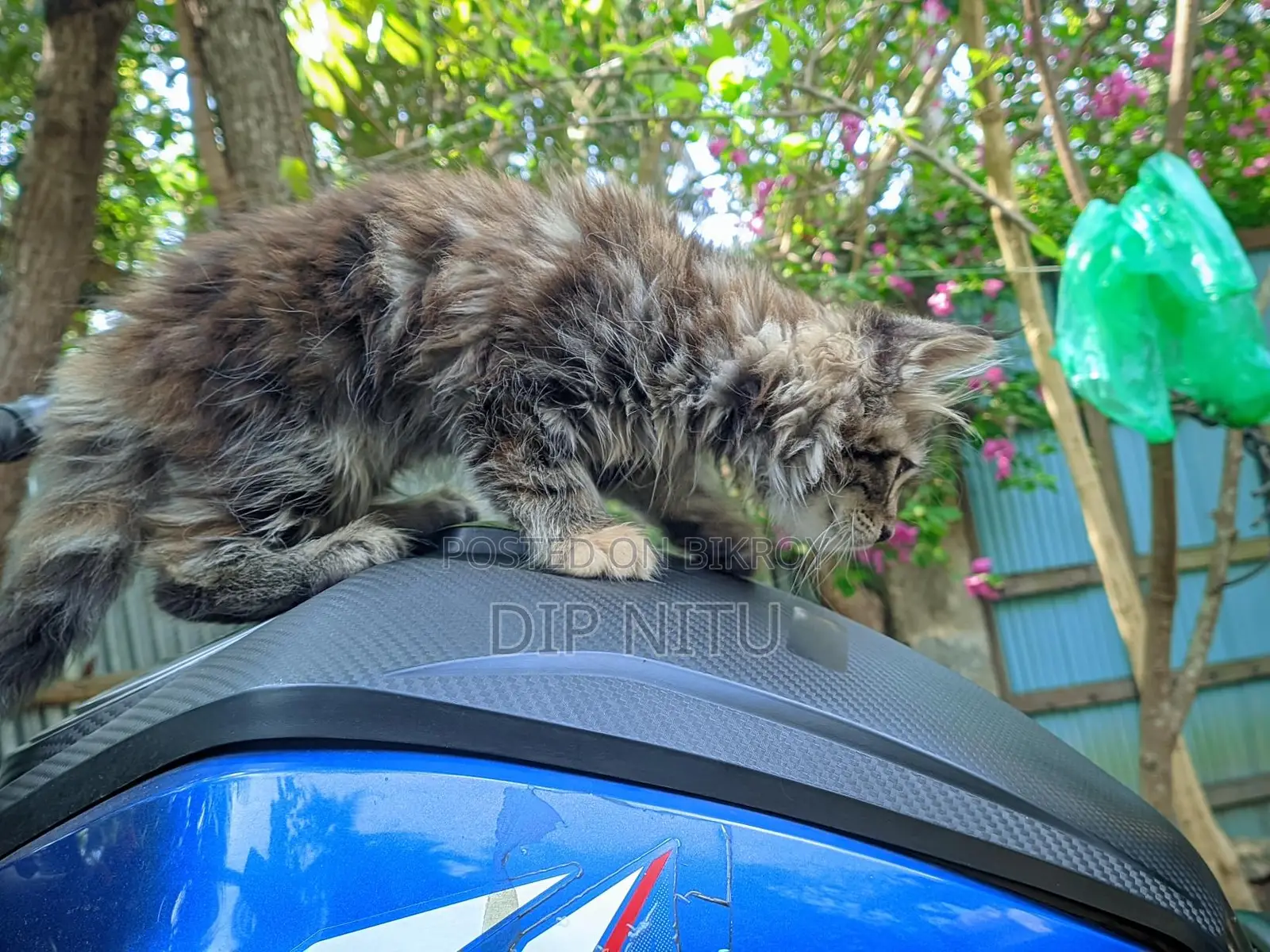 Persian Cat for Sale