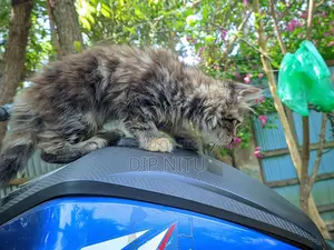 Persian Cat for Sale