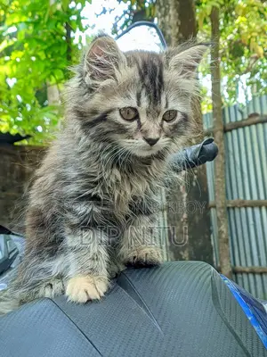 Persian Cat for Sale