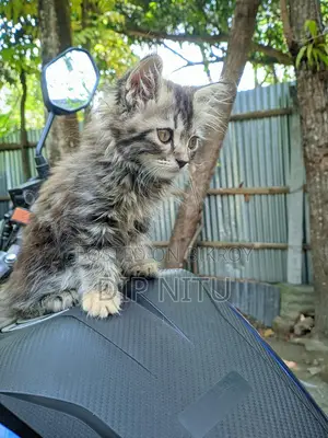 Persian Cat for Sale