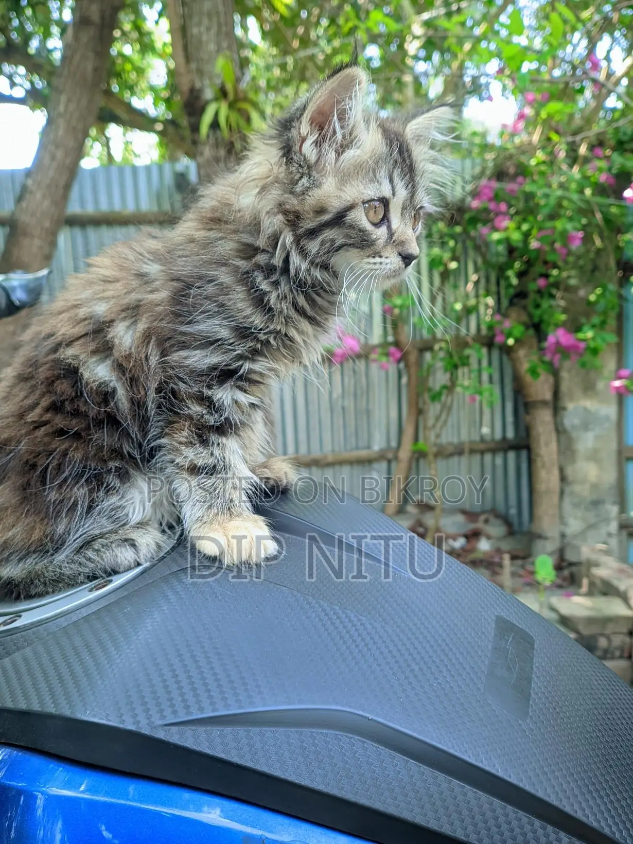 Persian Cat for Sale