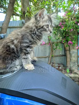 Persian Cat for Sale