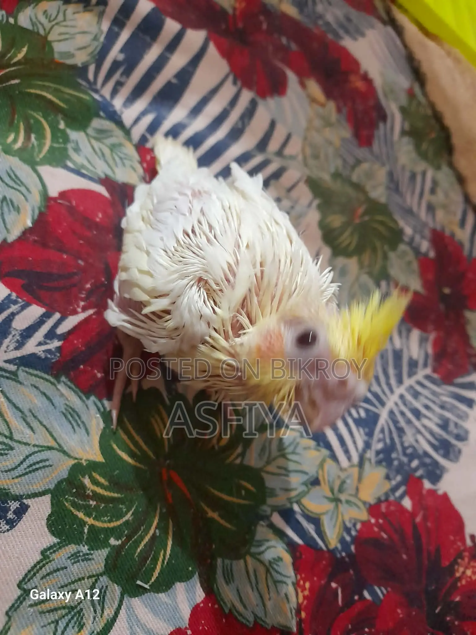 Cockatiel Baby