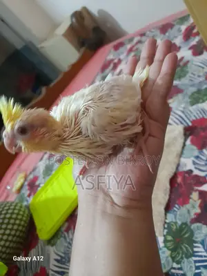 Cockatiel Baby