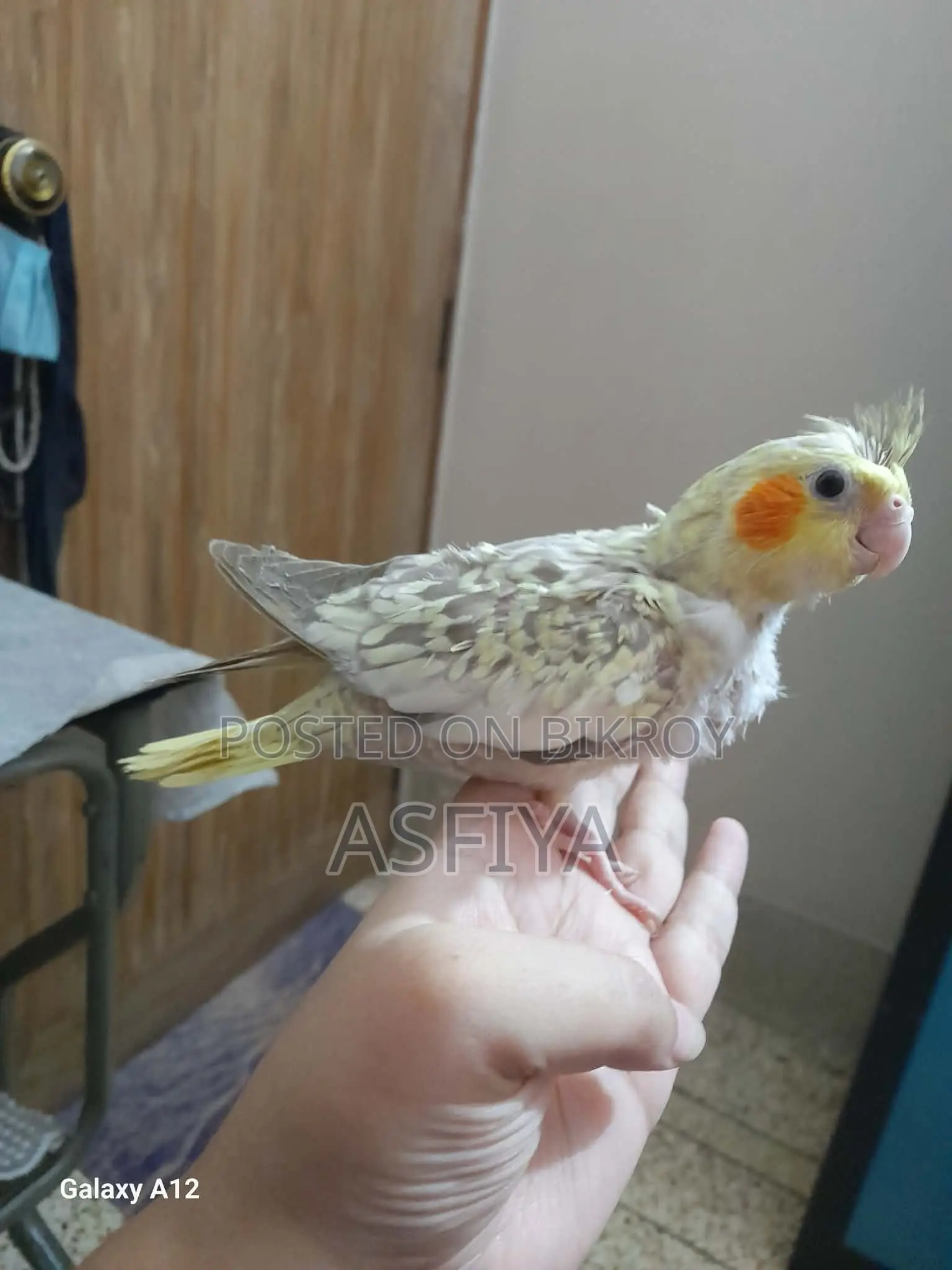Cockatiel Baby