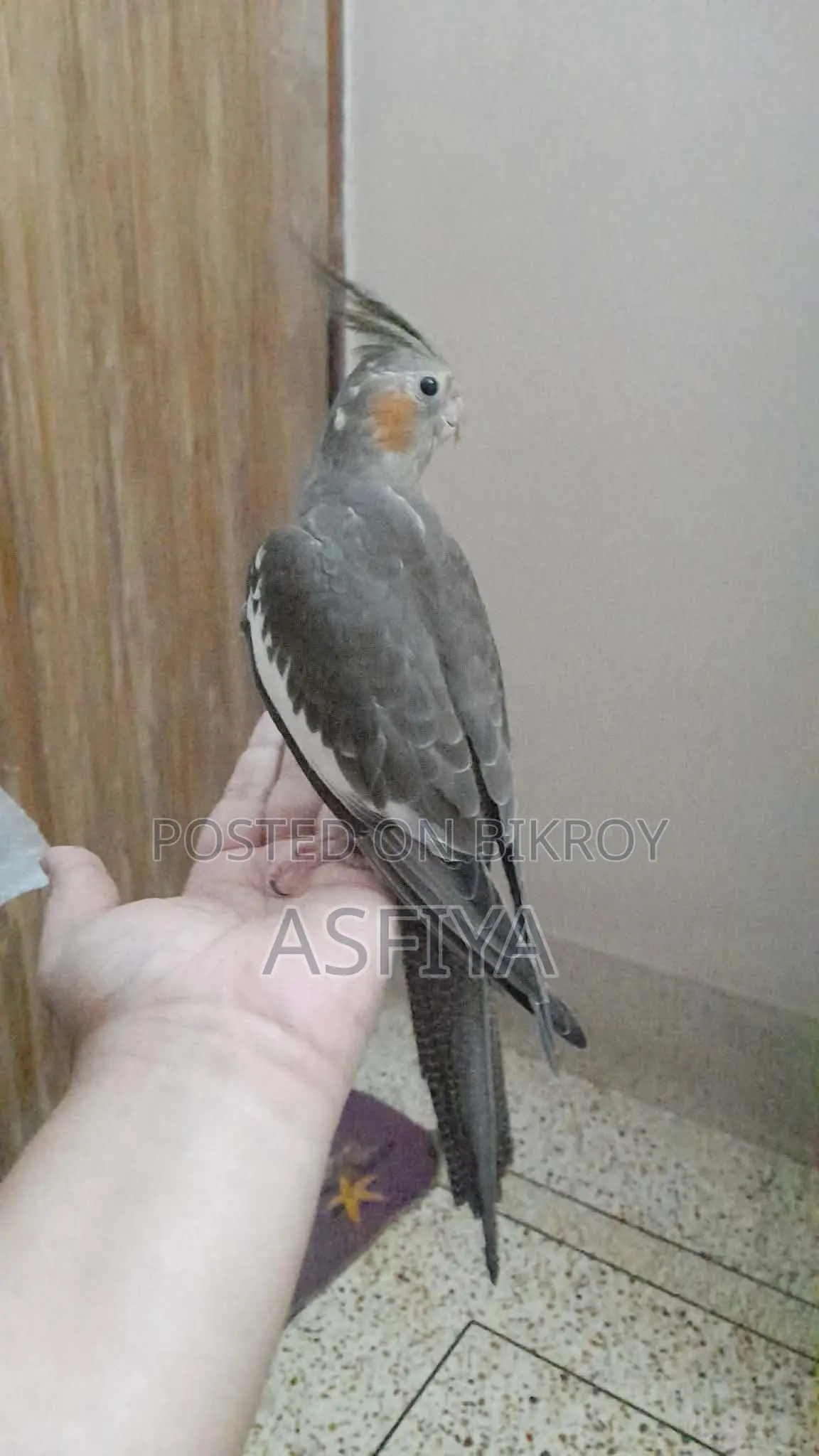 Cockatiel Baby