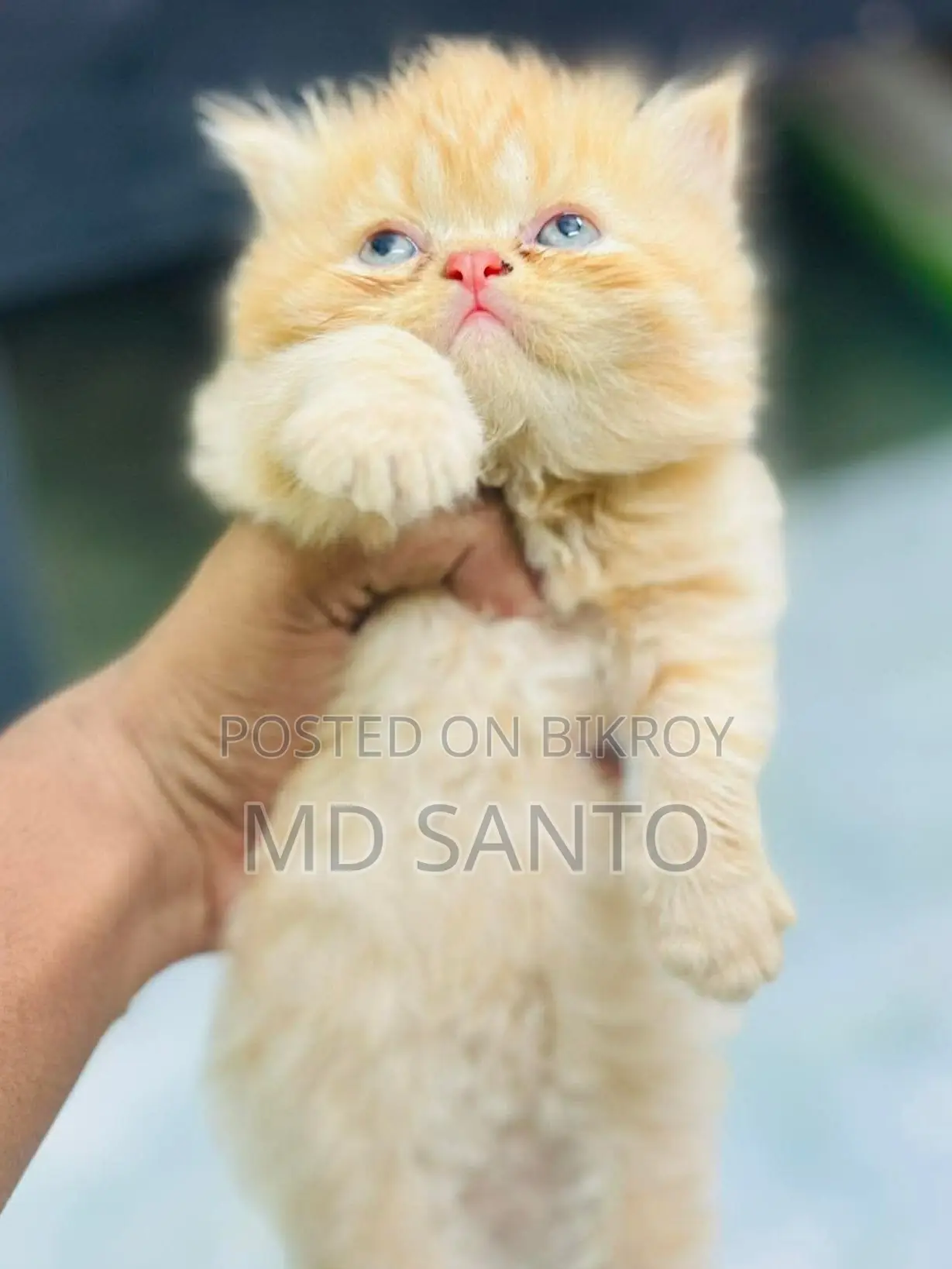 Kittens for Sale
