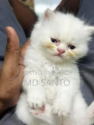 Kittens for Sale