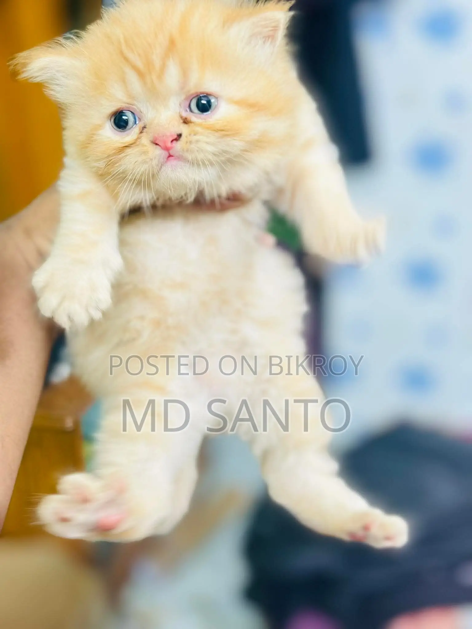 Kittens for Sale