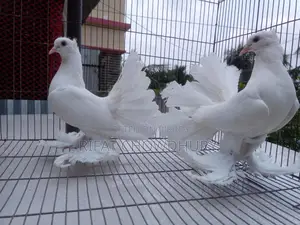 Lakha Pigeon