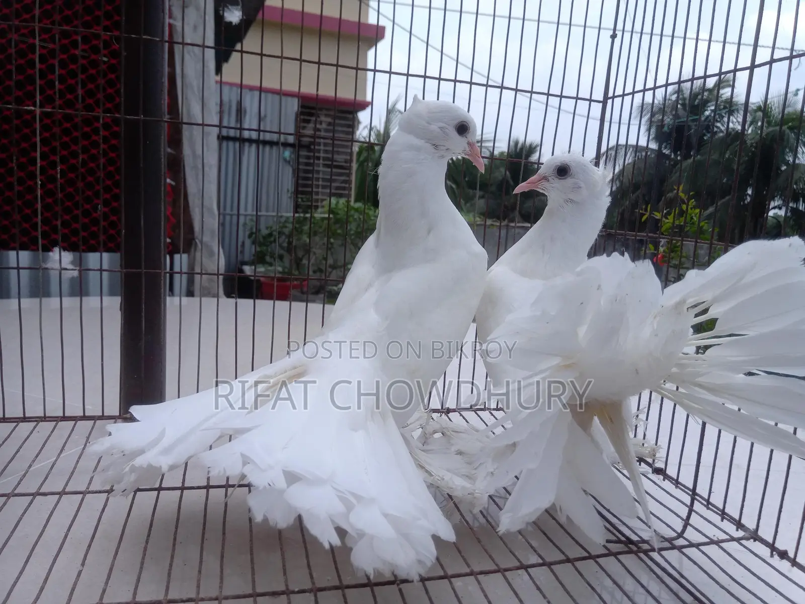 Lakha Pigeon