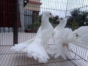 Lakha Pigeon