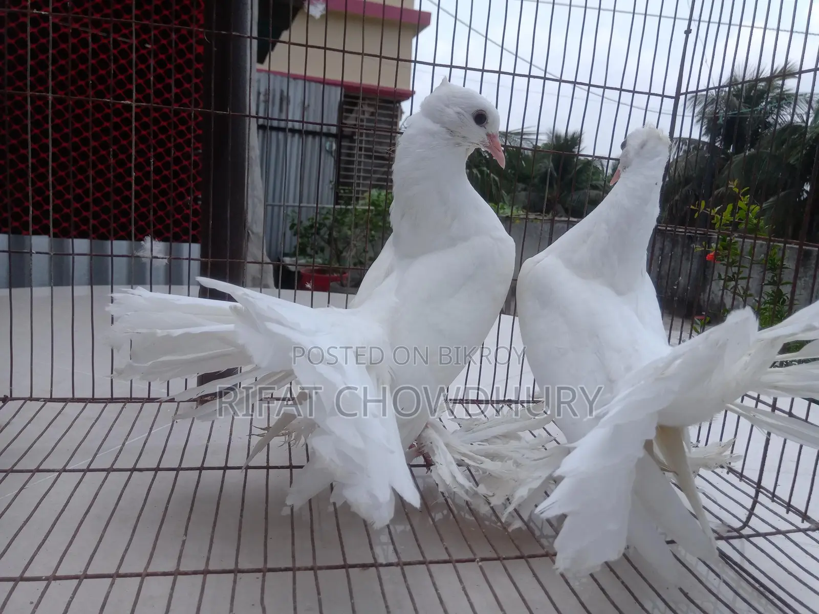 Lakha Pigeon
