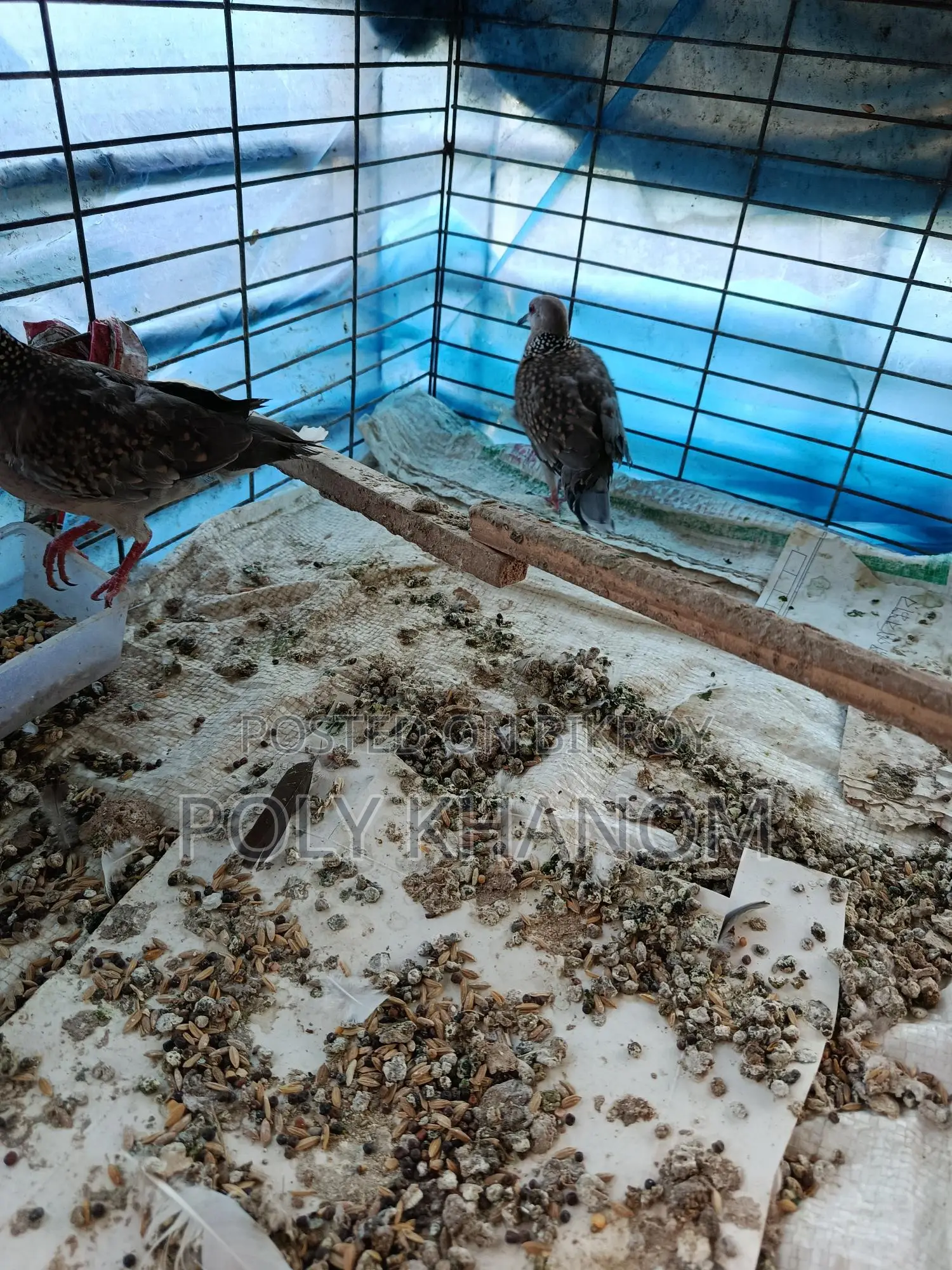 Two pairs of doves for sale.