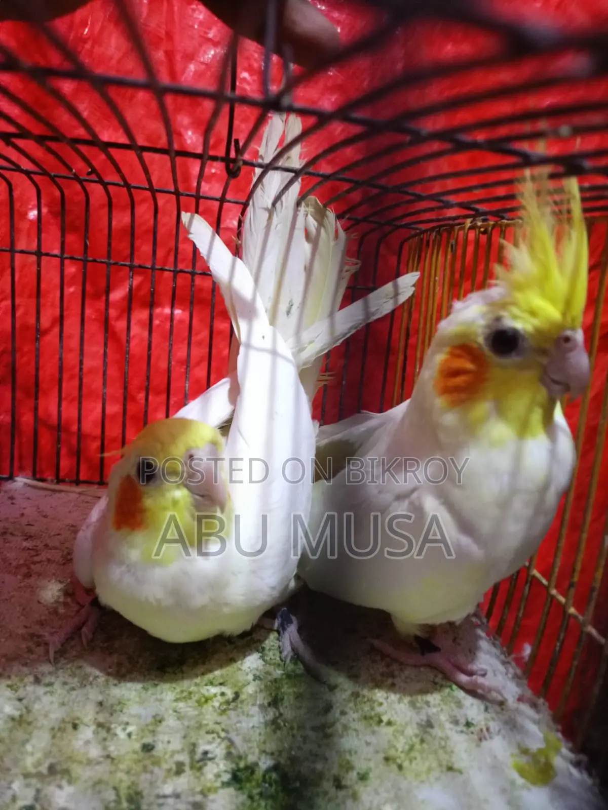 Lutino Cockatiel Bird