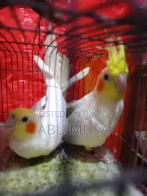 Lutino Cockatiel Bird