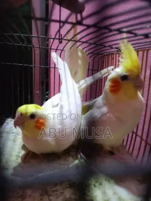 Lutino Cockatiel Bird