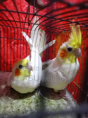 Lutino Cockatiel Bird