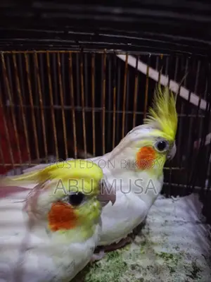 Lutino Cockatiel Bird