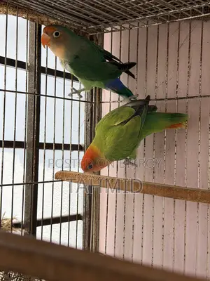 Love bird 1 pair