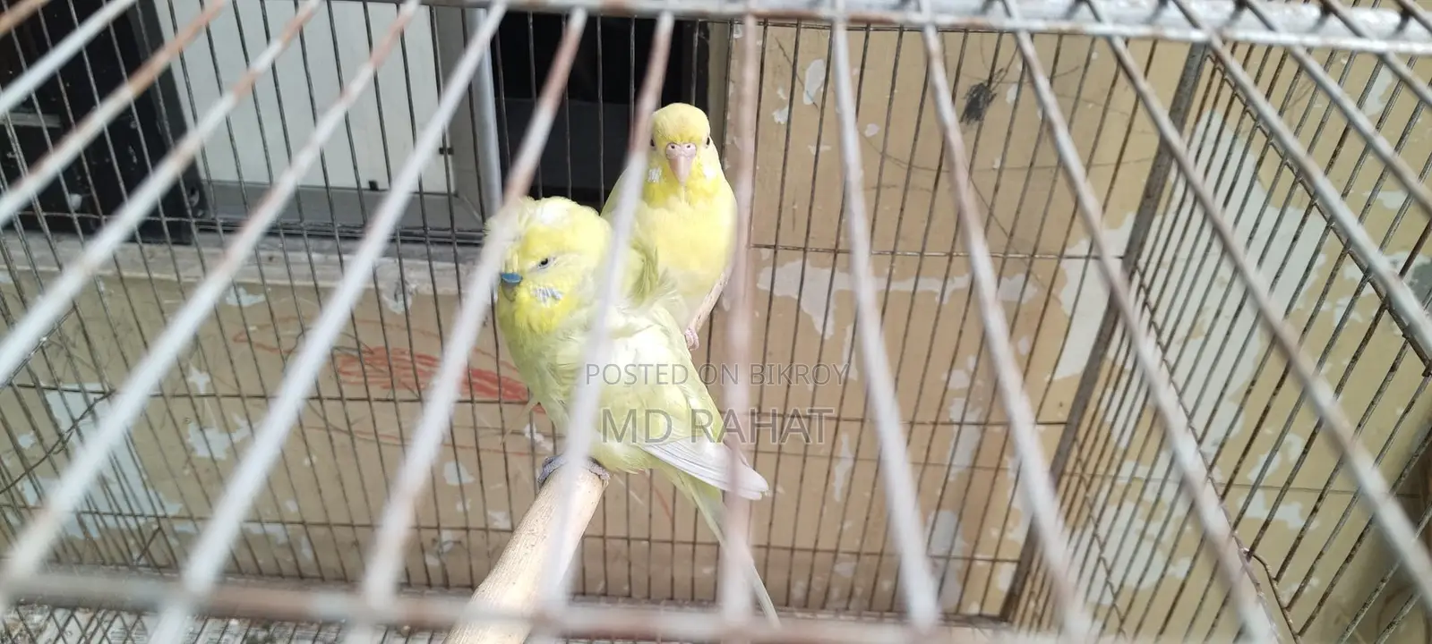 Budgerigar