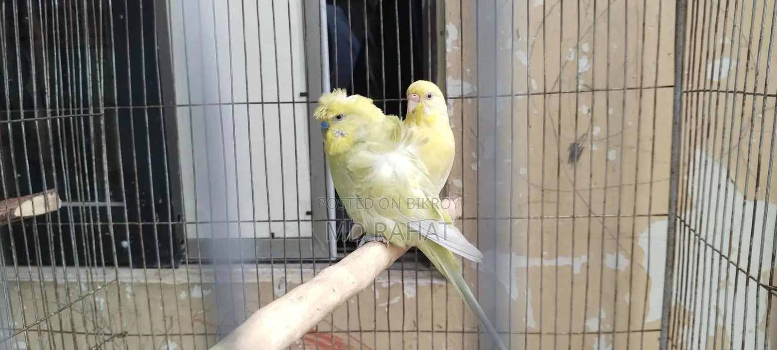 Budgerigar