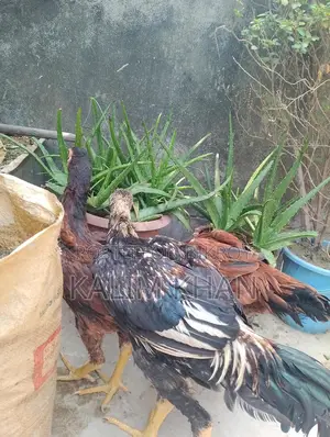 দুইটি আসিল মুরগি একটি মোরগ বয়স ৫ মাস বিক্রি করা হবে