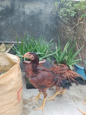 দুইটি আসিল মুরগি একটি মোরগ বয়স ৫ মাস বিক্রি করা হবে