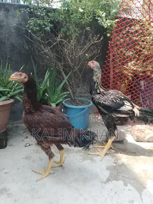 দুইটি আসিল মুরগি একটি মোরগ বয়স ৫ মাস বিক্রি করা হবে