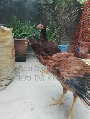 দুইটি আসিল মুরগি একটি মোরগ বয়স ৫ মাস বিক্রি করা হবে