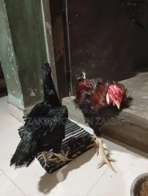পাকিস্তানী ফাইটার এক জুরা ও ব্রামহা মুরগ দুইটি।