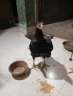 পাকিস্তানী ফাইটার এক জুরা ও ব্রামহা মুরগ দুইটি।
