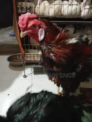 পাকিস্তানী ফাইটার এক জুরা ও ব্রামহা মুরগ দুইটি।