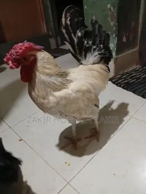পাকিস্তানী ফাইটার এক জুরা ও ব্রামহা মুরগ দুইটি।