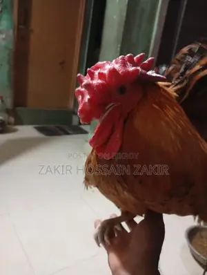 পাকিস্তানী ফাইটার এক জুরা ও ব্রামহা মুরগ দুইটি।
