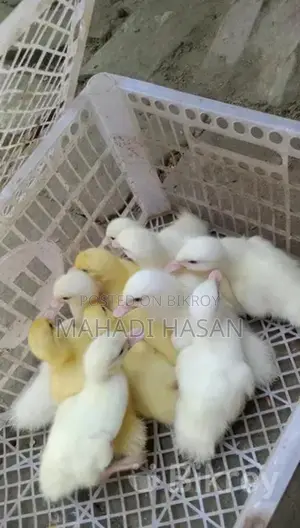 Muscovy Ducklings for Sale