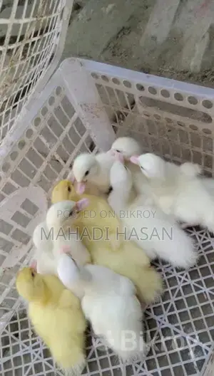 Muscovy Ducklings for Sale