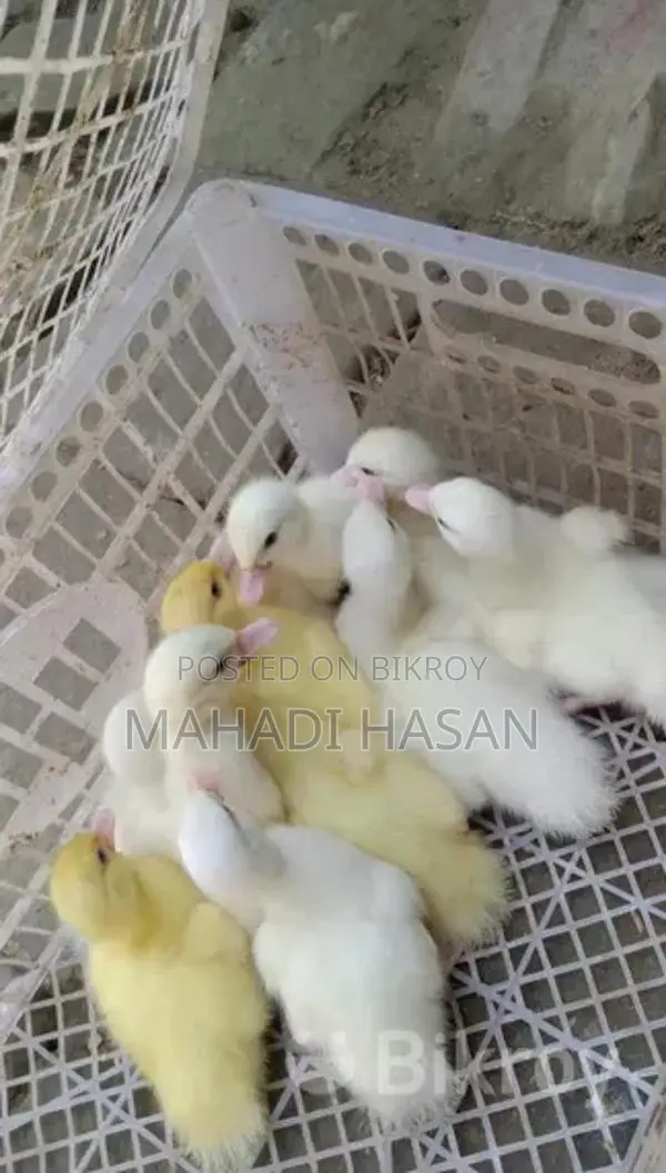 Muscovy Ducklings for Sale