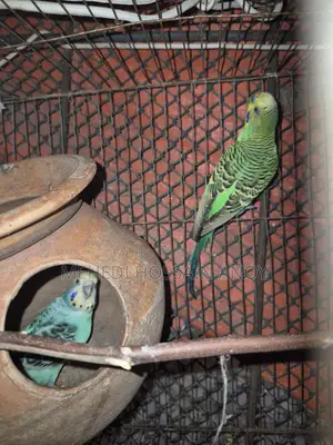 1 Pair of Budgies and 1 Female