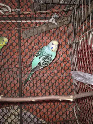 1 Pair of Budgies and 1 Female