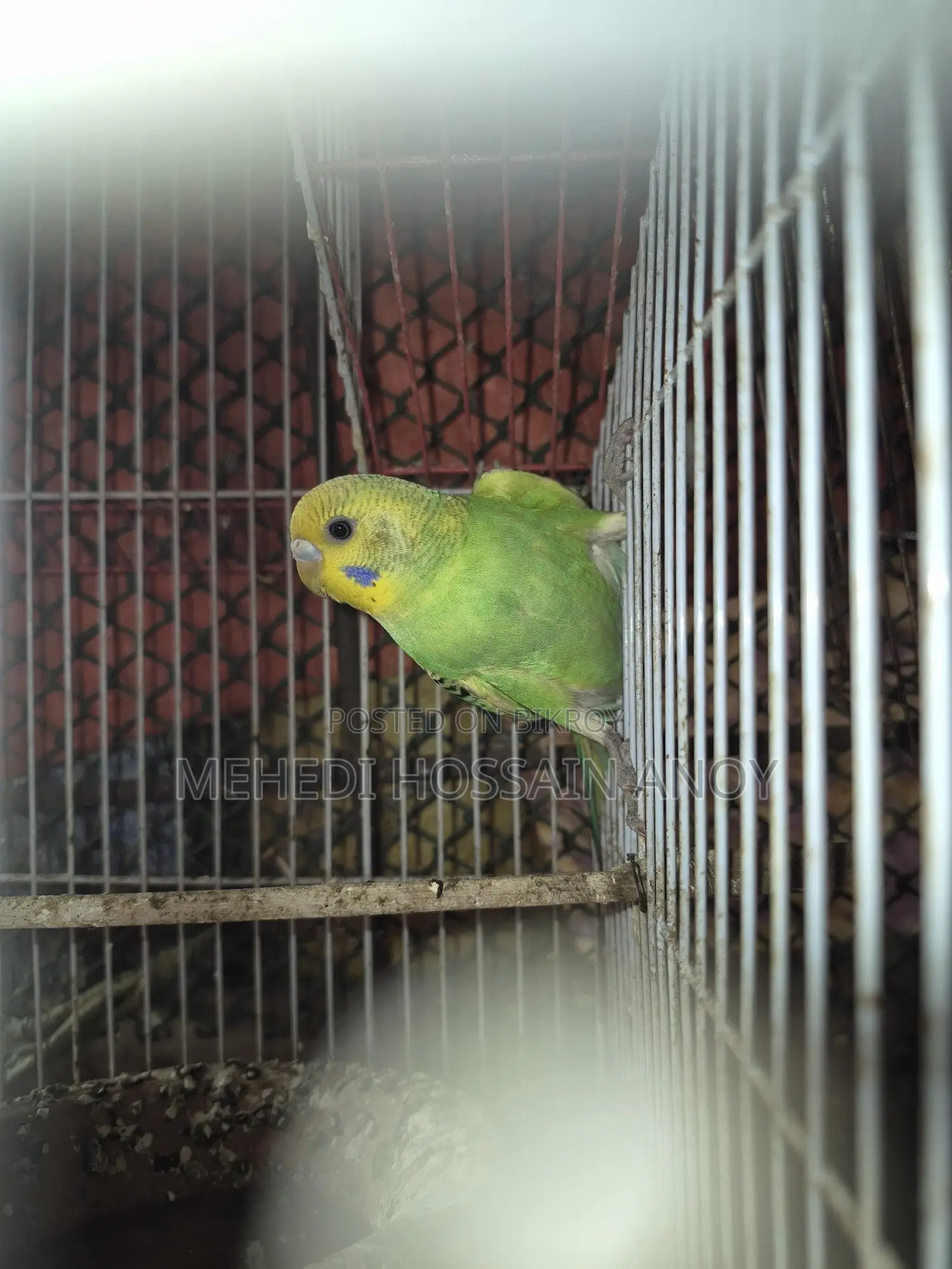 1 Pair of Budgies and 1 Female