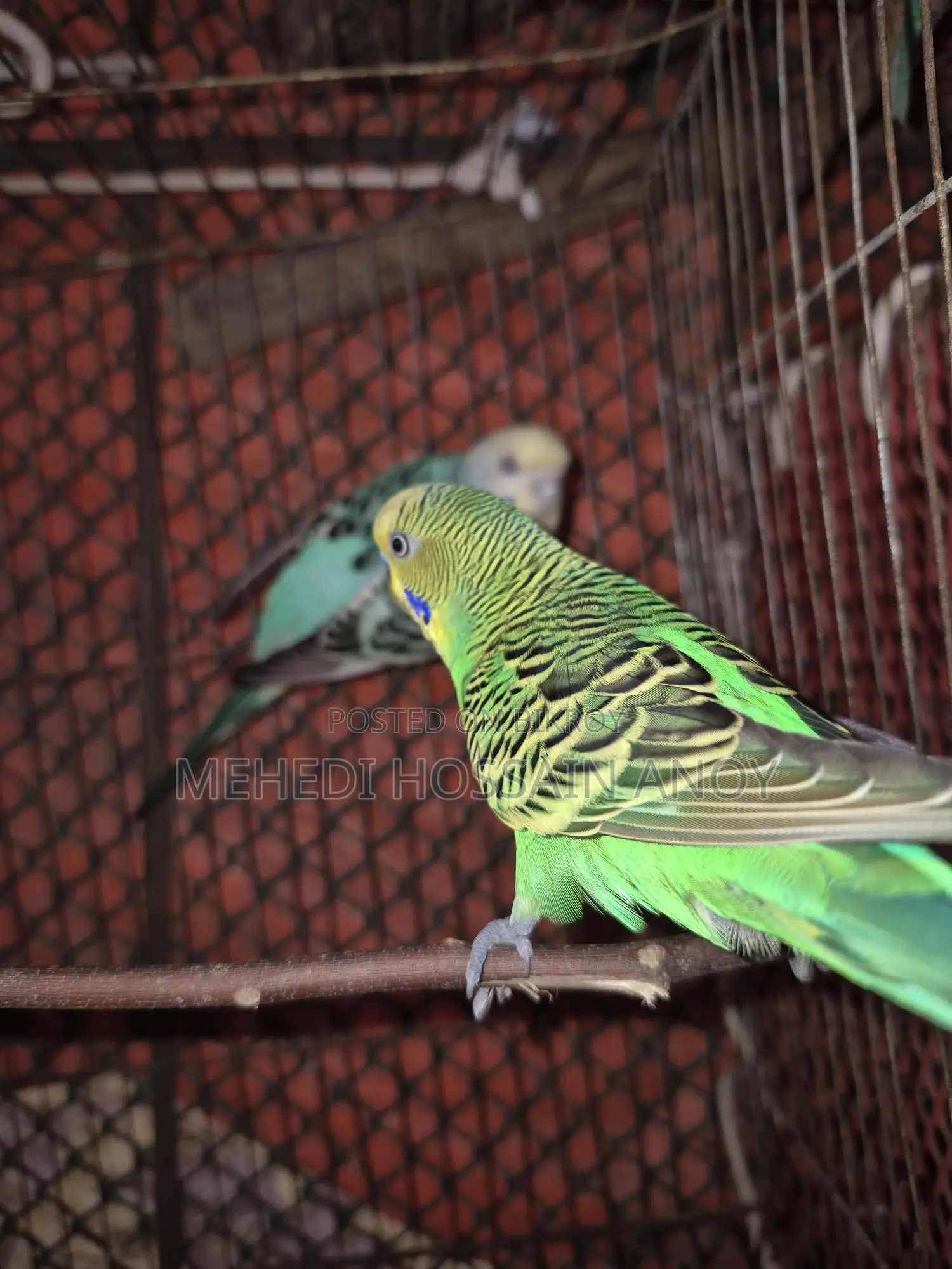 1 Pair of Budgies and 1 Female