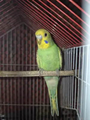 1 Pair of Budgies and 1 Female