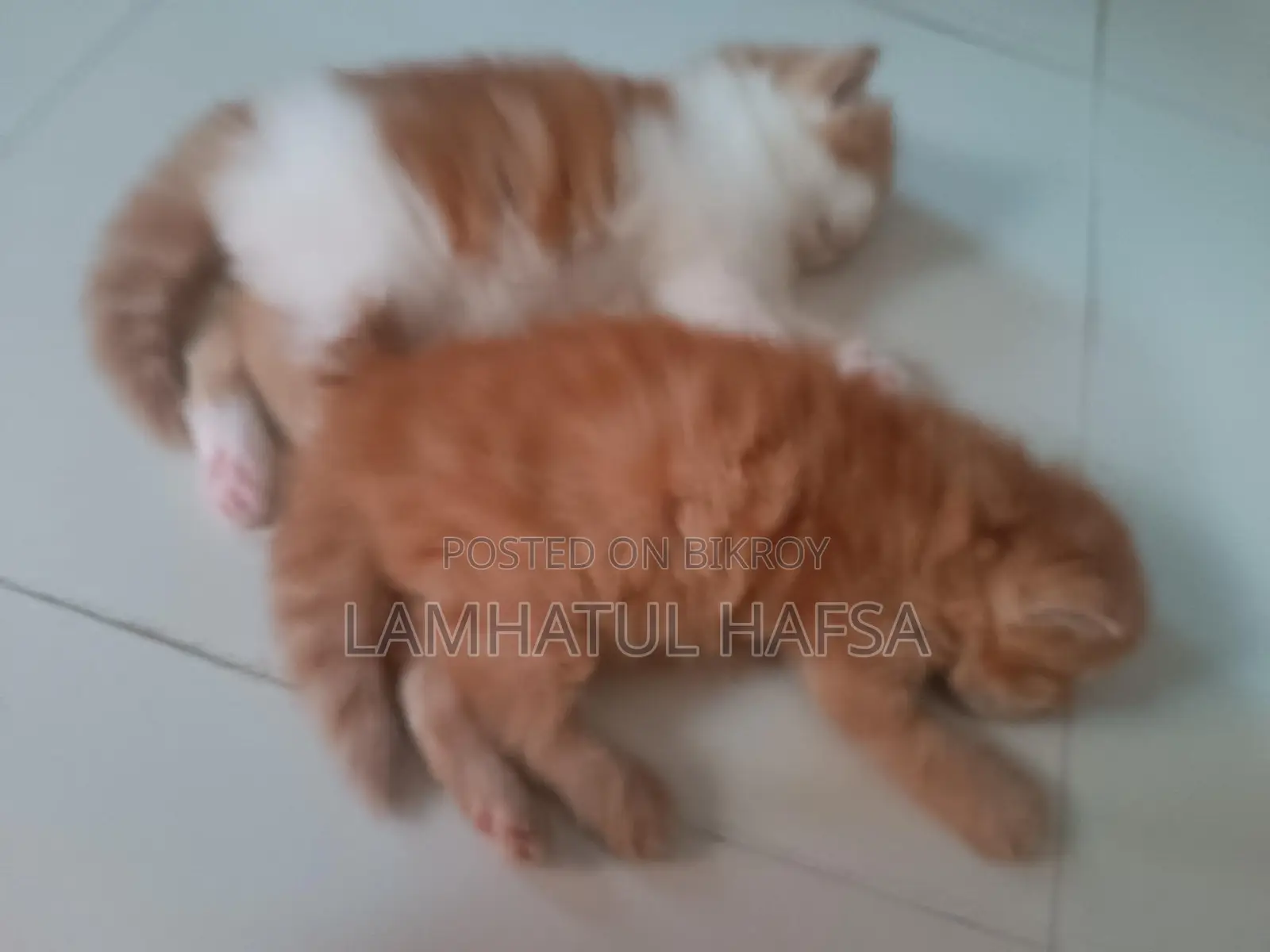 পার্সিয়ান বিড়াল বিক্রি।