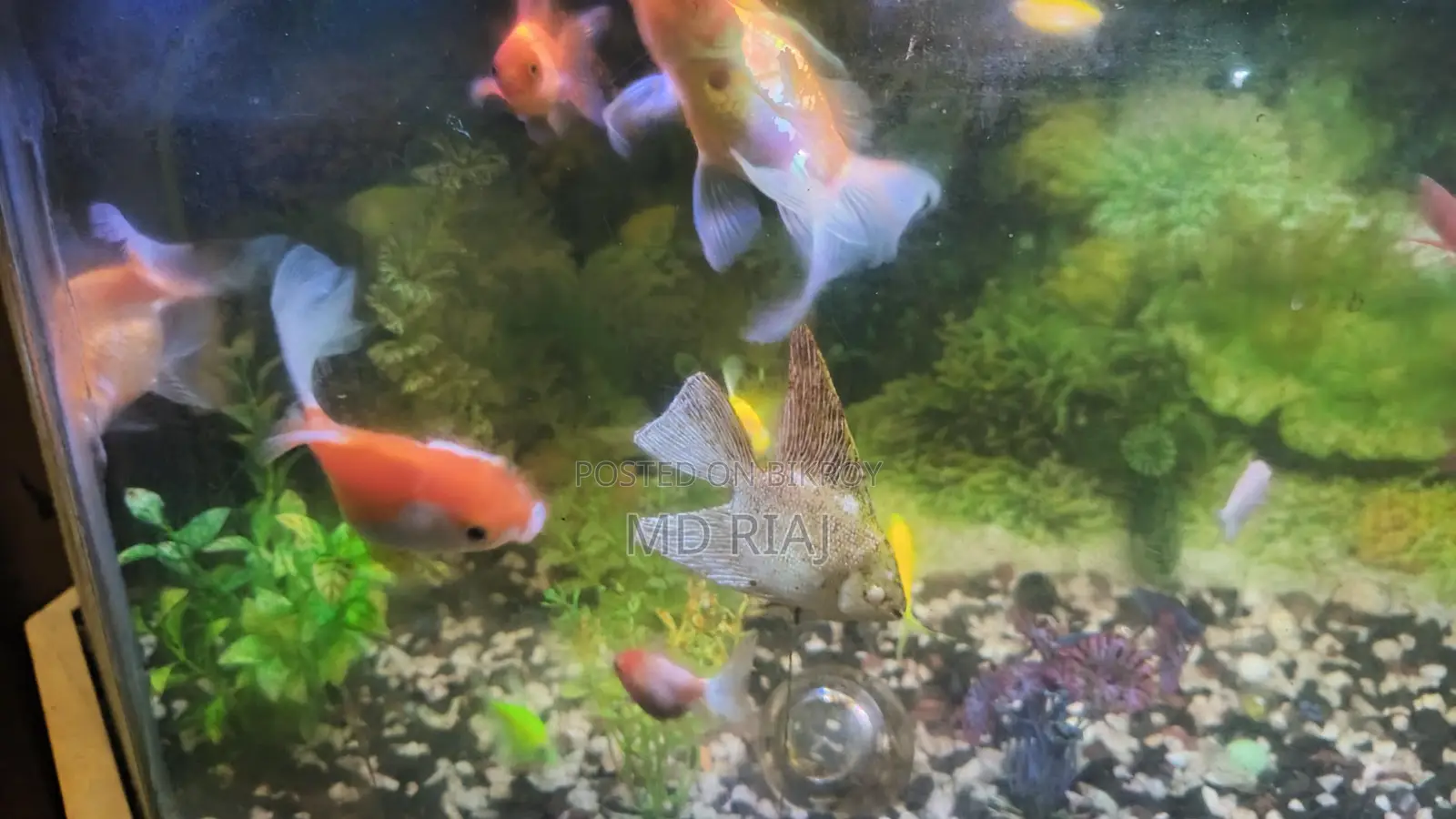 Complete Aquarium Set for Sale!