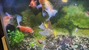 Complete Aquarium Set for Sale!