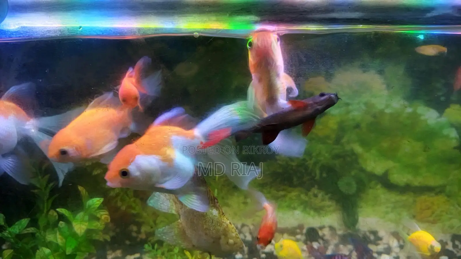Complete Aquarium Set for Sale!