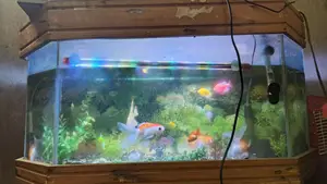 Complete Aquarium Set for Sale!