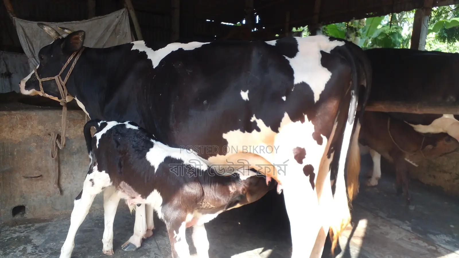 ১৪ লিটার দুধের গাভী ।(১১৮১ নং )