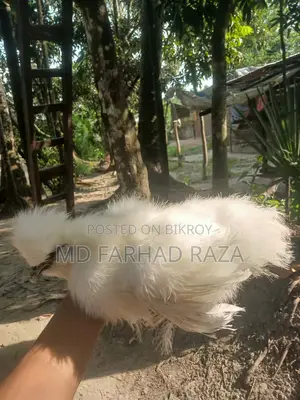 Silkie Chicken